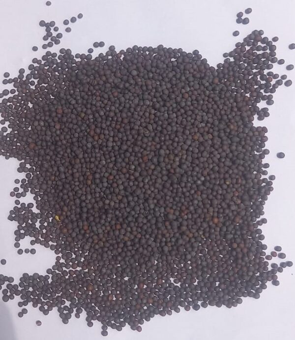 Mustard Seed Small Sortex