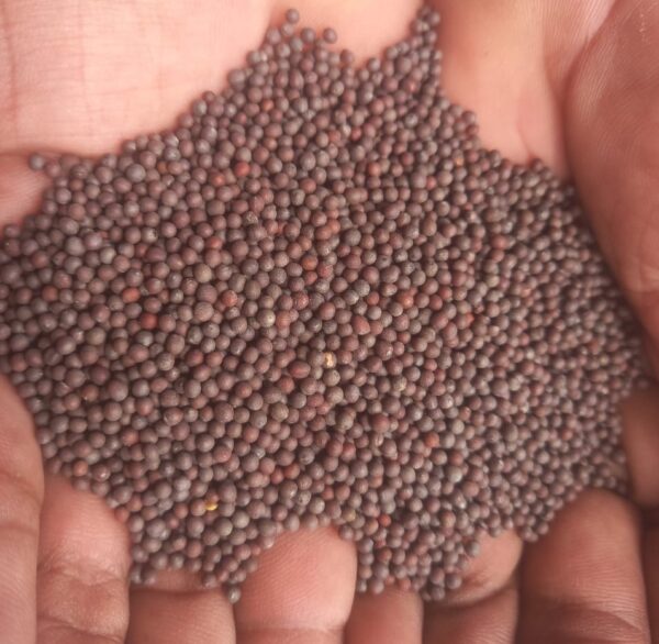 Mustard Seeds Bold Sortex